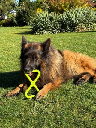 FIBOO Szarpak FIB zielony