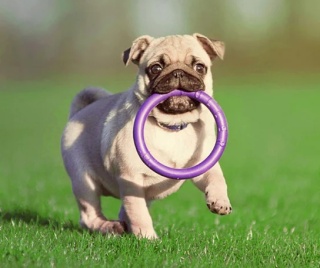 PULLER Mini Ø18 cm (2 szt.) – zabawka treningowa dla małych psów | ringo fitness dla psa