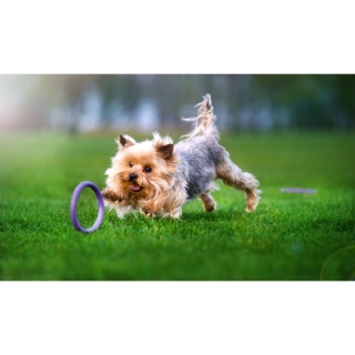 PULLER Micro Ø12,5 cm (2 szt.) – zabawka treningowa dla najmniejszych psów | mini ringo fitness