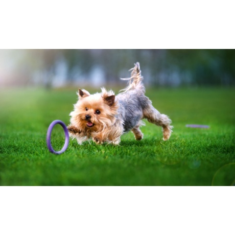 PULLER Micro Ø12,5 cm (2 szt.) – zabawka treningowa dla najmniejszych psów | mini ringo fitness