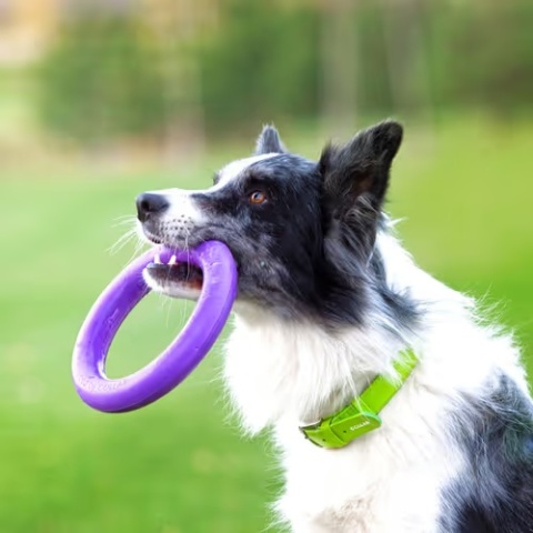 Puller Midi 20 cm (2 szt.) – ringo dla średniego psa | zabawka treningowa i fitness