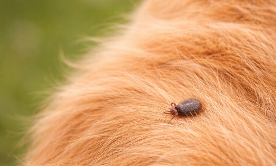 Jak uchronić psa przed kleszczami?